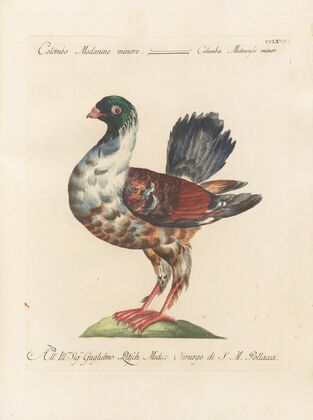 Ornithologia methodice digesta Pl.249
