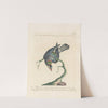 Ornithologia methodice digesta Pl.252 by Saverio Manetti