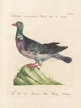 Ornithologia methodice digesta Pl.254