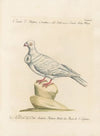 Ornithologia methodice digesta Pl.256