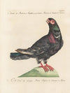Ornithologia methodice digesta Pl.258