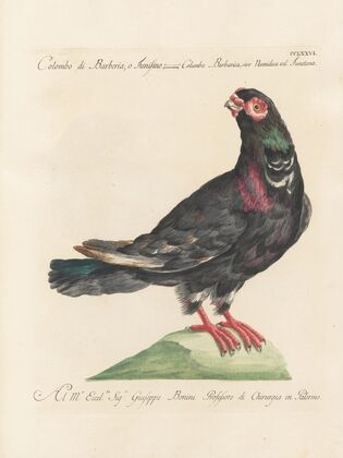 Ornithologia methodice digesta Pl.258