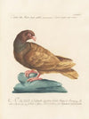 Ornithologia methodice digesta Pl.259