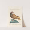 Ornithologia methodice digesta Pl.259 by Saverio Manetti