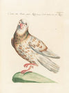 Ornithologia methodice digesta Pl.260
