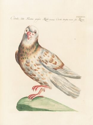 Ornithologia methodice digesta Pl.260