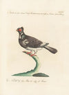 Ornithologia methodice digesta Pl.262