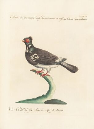 Ornithologia methodice digesta Pl.262