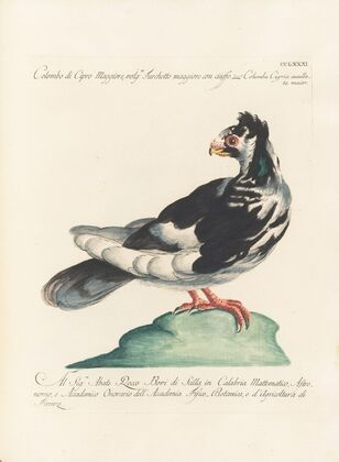 Ornithologia methodice digesta Pl.263