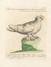 Ornithologia methodice digesta Pl.266