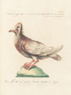 Ornithologia methodice digesta Pl.268