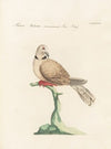 Ornithologia methodice digesta Pl.269