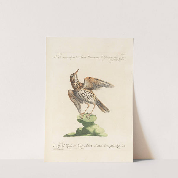 Ornithologia methodice digesta Pl.272 by Saverio Manetti