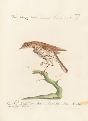 Ornithologia methodice digesta Pl.273