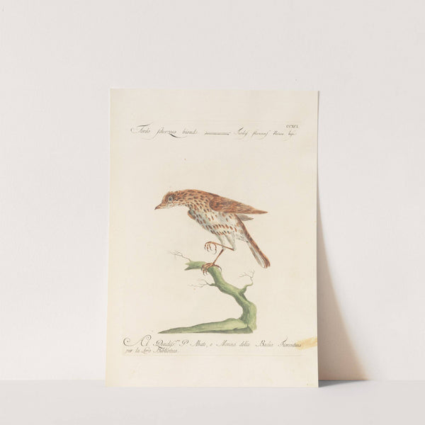 Ornithologia methodice digesta Pl.273 by Saverio Manetti