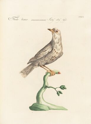 Ornithologia methodice digesta Pl.274