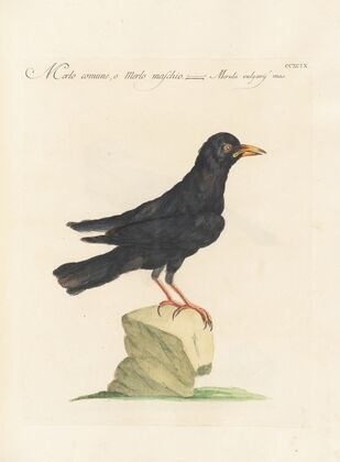 Ornithologia methodice digesta Pl.281