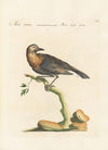 Ornithologia methodice digesta Pl.282