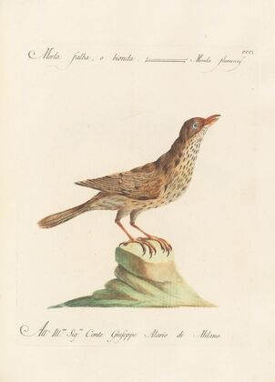 Ornithologia methodice digesta Pl.283