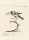 Ornithologia methodice digesta Pl.284