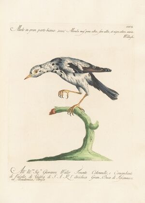 Ornithologia methodice digesta Pl.284