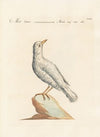 Ornithologia methodice digesta Pl.285