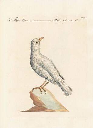 Ornithologia methodice digesta Pl.285
