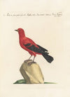 Ornithologia methodice digesta Pl.287
