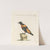 Ornithologia methodice digesta Pl.288 by Saverio Manetti