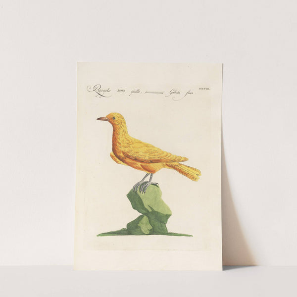 Ornithologia methodice digesta Pl.290 by Saverio Manetti