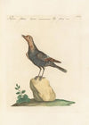 Ornithologia methodice digesta Pl.293