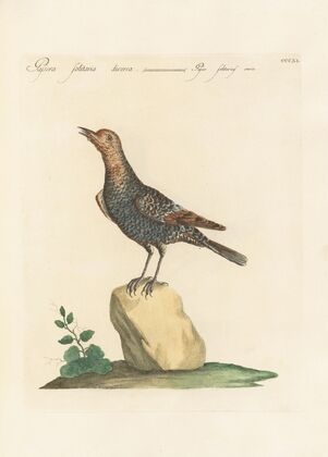 Ornithologia methodice digesta Pl.293