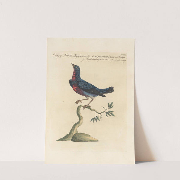 Ornithologia methodice digesta Pl.295 by Saverio Manetti