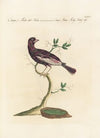 Ornithologia methodice digesta Pl.296