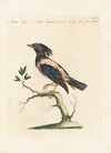 Ornithologia methodice digesta Pl.298