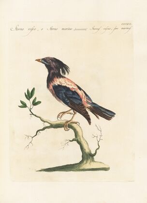 Ornithologia methodice digesta Pl.298