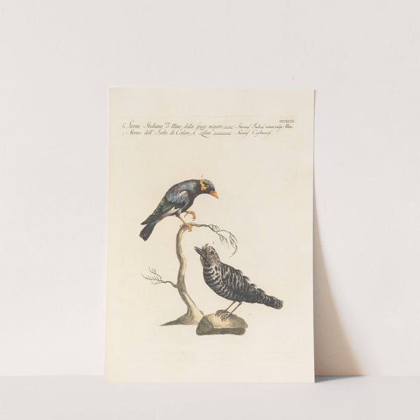 Ornithologia methodice digesta Pl.300 (1767-1776) by Saverio Manetti