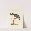Ornithologia methodice digesta Pl.301 (1767-1776) by Saverio Manetti