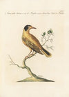 Ornithologia methodice digesta Pl.302