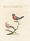 Ornithologia methodice digesta Pl.304