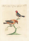 Ornithologia methodice digesta Pl.306