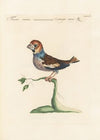 Ornithologia methodice digesta Pl.307