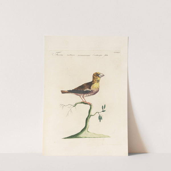 Ornithologia methodice digesta Pl.308 (1767-1776) by Saverio Manetti