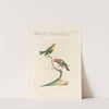 Ornithologia methodice digesta Pl.315 by Saverio Manetti
