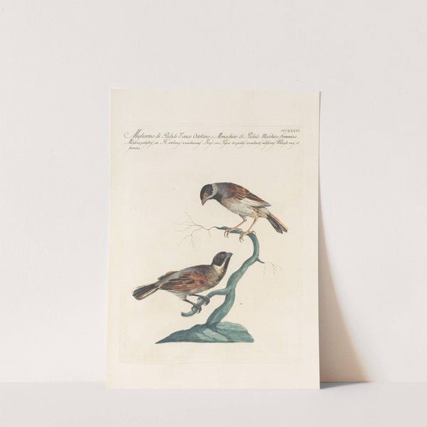 Ornithologia methodice digesta Pl.318 by Saverio Manetti