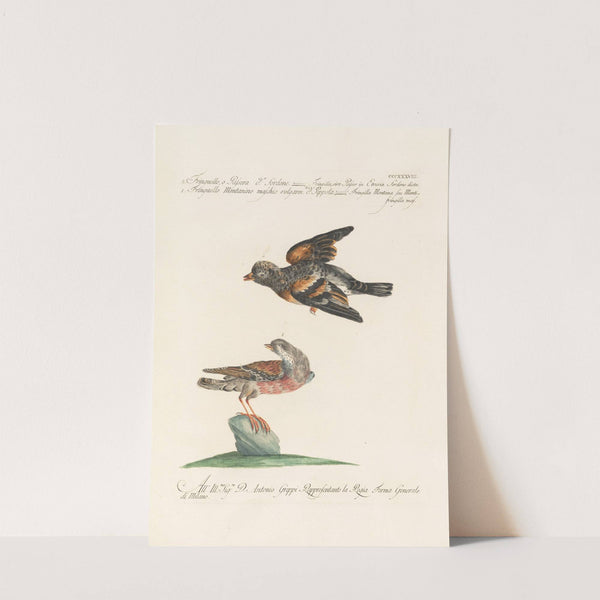 Ornithologia methodice digesta Pl.320 by Saverio Manetti