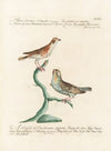 Ornithologia methodice digesta Pl.323