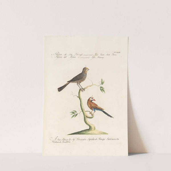 Ornithologia methodice digesta Pl.325 by Saverio Manetti