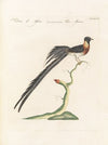 Ornithologia methodice digesta Pl.329