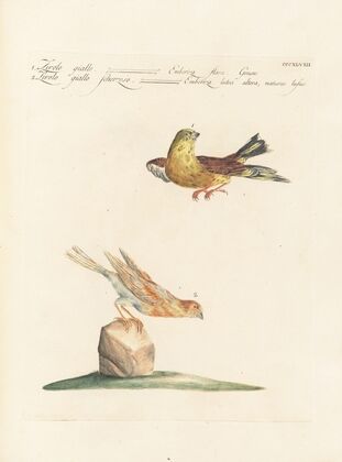 Ornithologia methodice digesta Pl.330